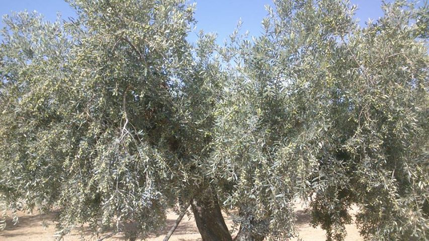 CAOLÍN TRATAMIENTOS NATURALES